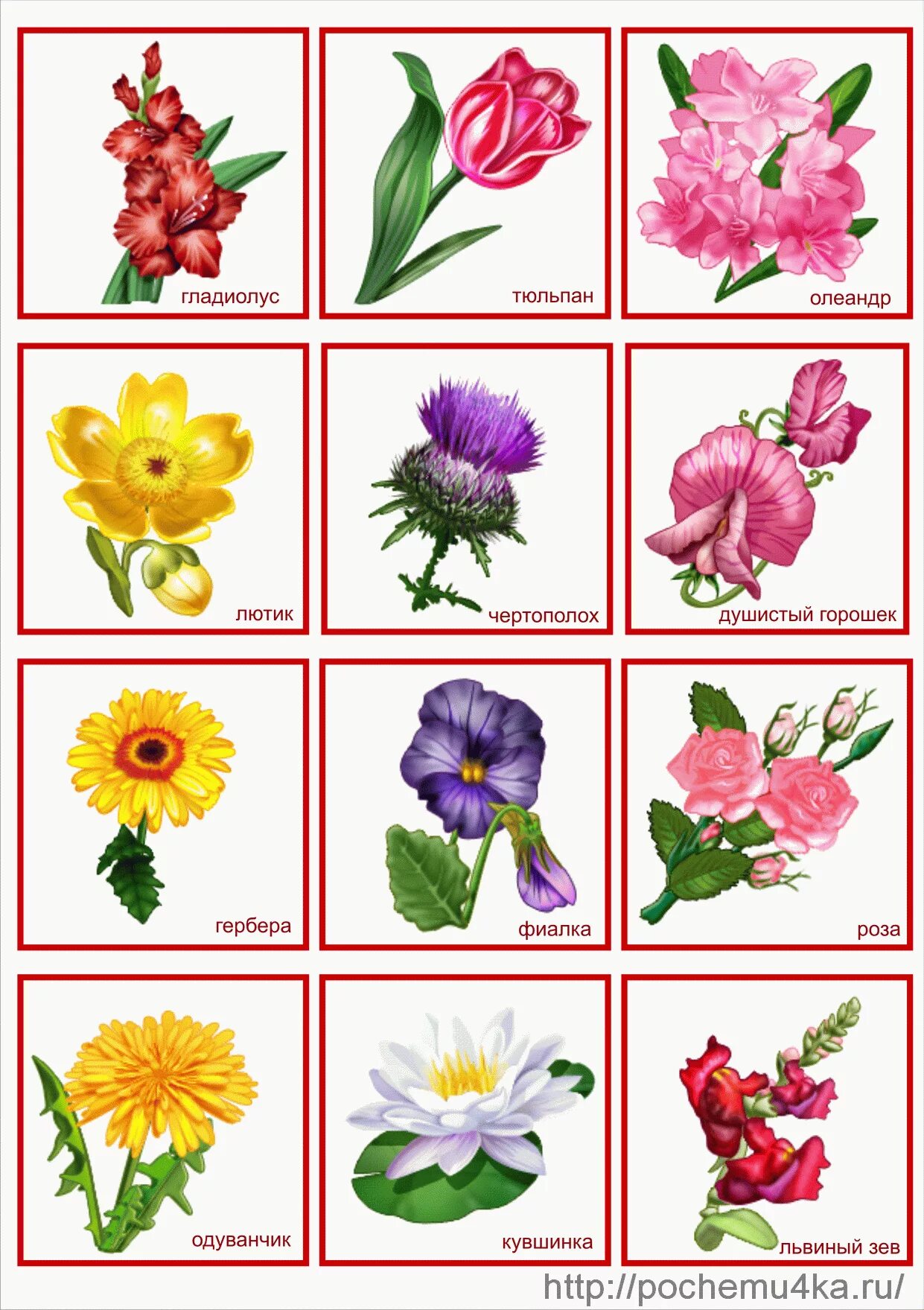Цветы названия. Названия цветов для дошкольников. Цветы названия для дошкольников. Названия цветов растений.