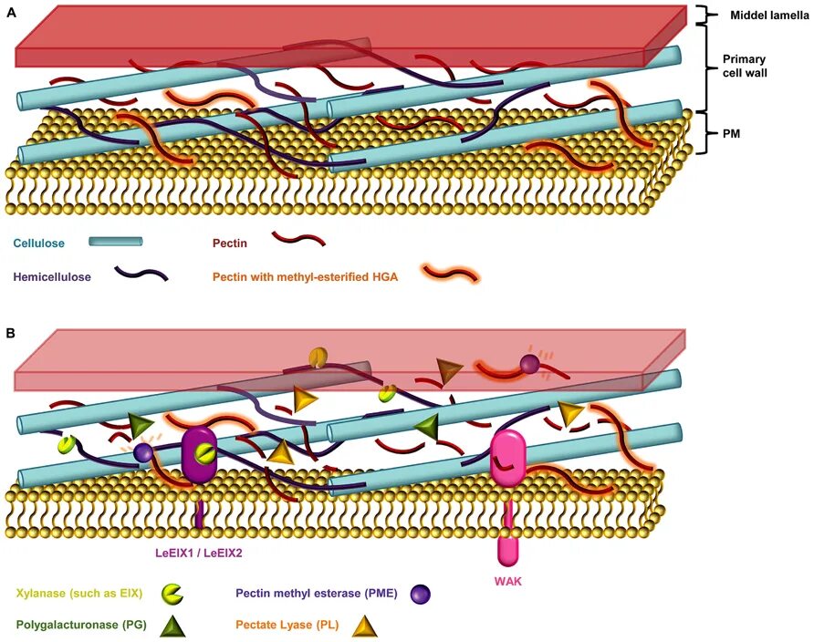 Plant Cell Wall. Cell Wall structure. Primary Cell Wall. Целлюлозная клеточная стенка.