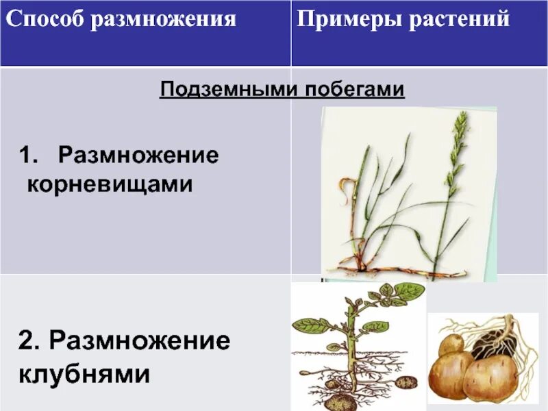 Какие способы размножения надземными побегами вы знаете. Вегетативное размножение корневищами. Вегетативное размножение подземными побегами. Способы вегетативного размножения частями подземного побега. Размножение подземными видоизмененными побегами.