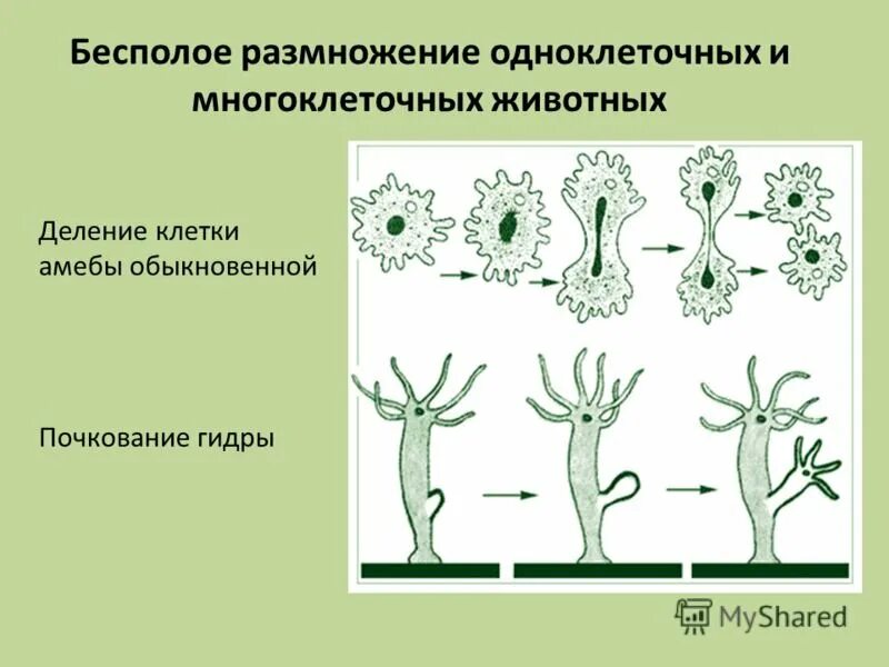 Пример процесса иллюстрирующего размножение у растений. Бесполое размножение многоклеточных. Бесполое размножение одноклеточных животных. Бесполое размножение одноклеточных. Схема бесполого размножения клеток.