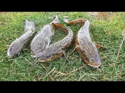 Видео рыбалка осенью на налима