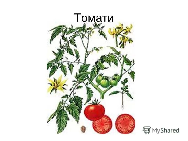 Строение томата. Томат строение растения. Томат Мадейра. ПЛРД помидоры строение.