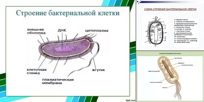 строение клетки бактерии рисунок