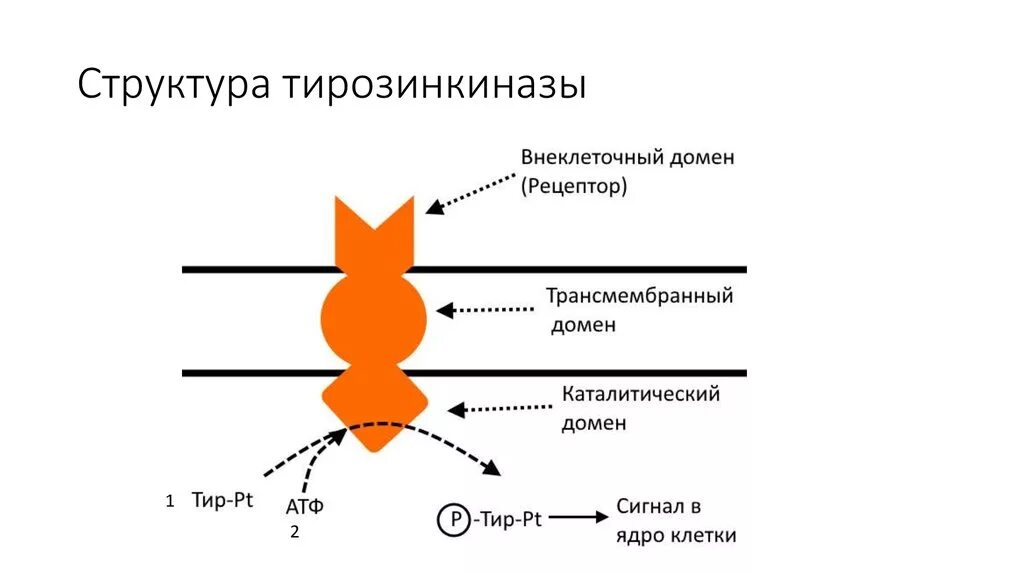 Тирозинкиназный рецептор строение. Рецептор тирозинкиназы механизм действия. Рецепторы с тирозинкиназной активностью строение. Тирозинкиназный механизм действия. Механизм трансдукции тирозинкиназных рецепторов.
