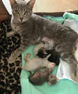 Сколько месяц рожает котят