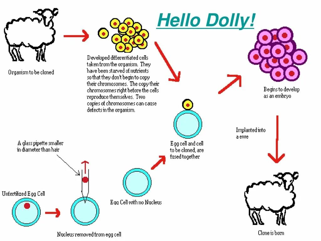 Клон клеток это. Процесс клонирования овечки Долли. Клонирование Долли схема. Овечка Долли схема клонирования. Клонирование животных.