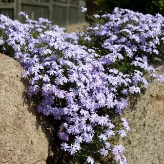 Флокс emerald cushion blue