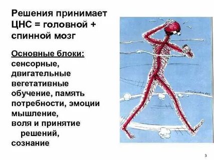 Тест по биологии спинной мозг