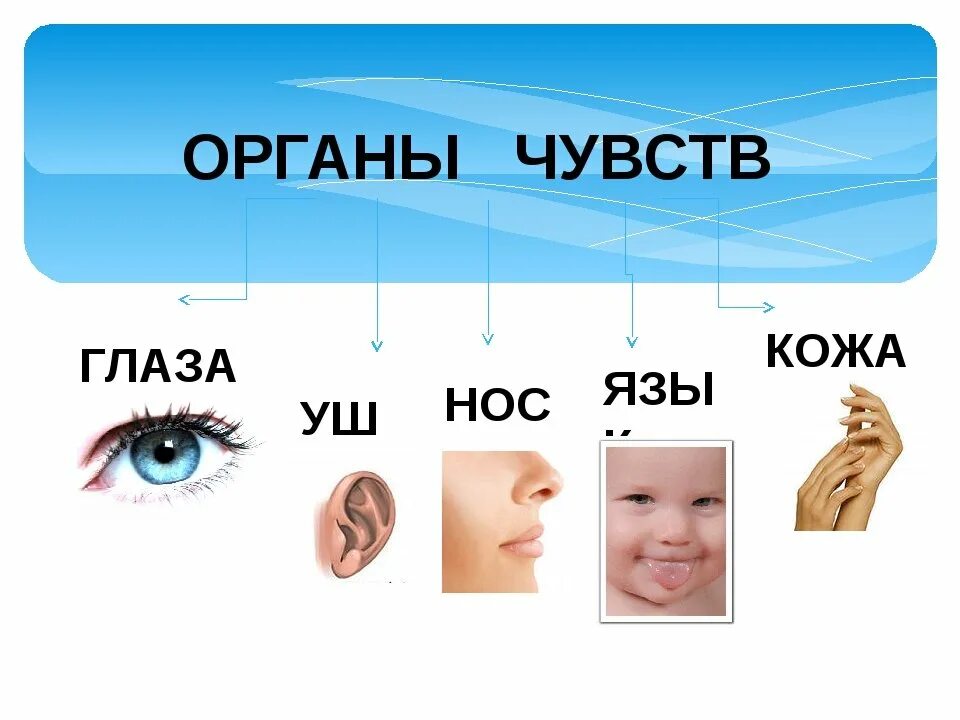 Глаза это орган чувств. Органы чувств человека. Органы чувств презентация. Органы чувств у человека названия. Окружающий мир органы чувств.