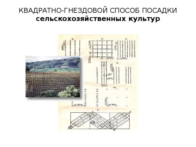 Способы посева посадки. Квадратно-гнездовой способ посадки схема. квадратно гнездовой посев. квадратно-гнездовой способ посадки картофеля схема. посадка картофеля гнездовым способом.