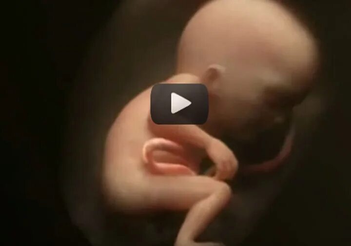 Как происходит оплодотворение ребенка. Процесс зачатия ребенка видео. Как происходит зачатие ребенка фото. Как происходит зачатие видел. Как происходит зачатие ребенка фантастическое видео.