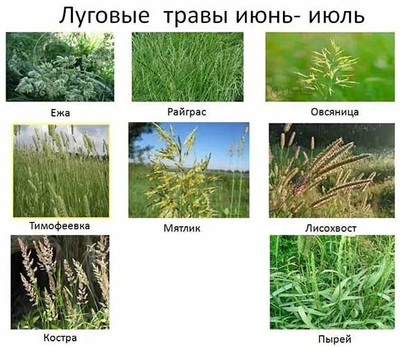 Тимофеевка мятлик ежа. Тимофеевка мятлик овсяница. ковыль тимофеевка мятлик луговой. мятлик луговой злаки.