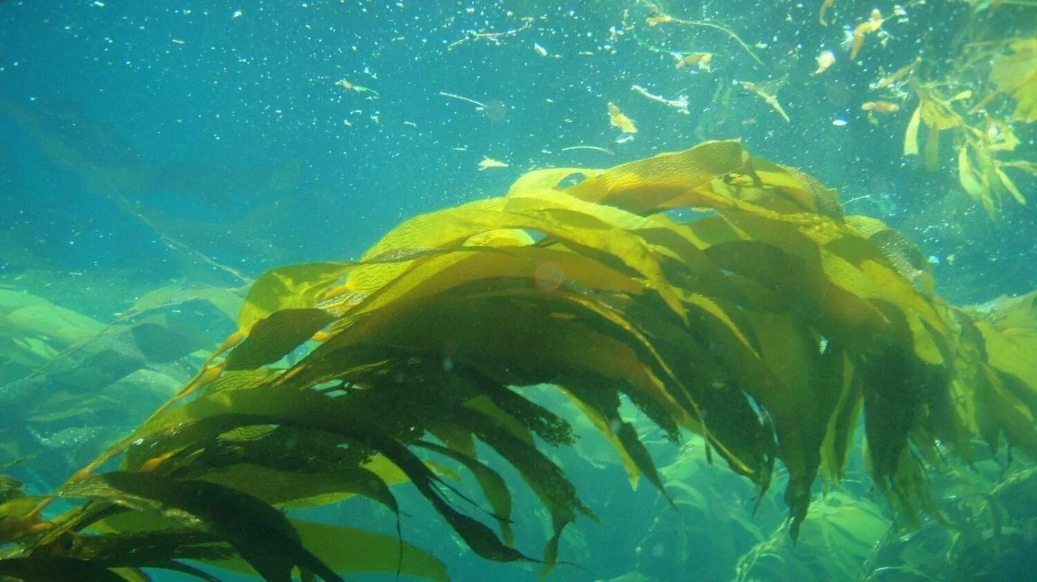 Темные водоросли. Бурые водоросли ламинария. Морские водоросли келп. Ламинария Акутус. Келп - распространенная бурая водоросль.