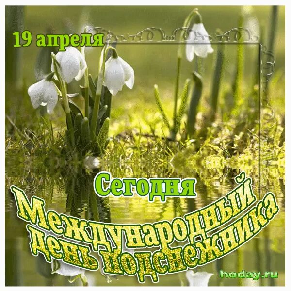 Пост про 19 апреля. День подснежника. с днем подснежника открытки. международные праздники - день подснежника. 19 апреля день подснежника.