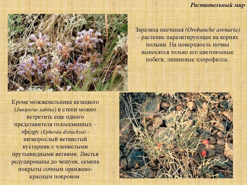 Растительное сообщество степи сообщение. Какие растения растут в степной зоне. заразиха песчаная. зона степей полынь. сообщение о заразихе.