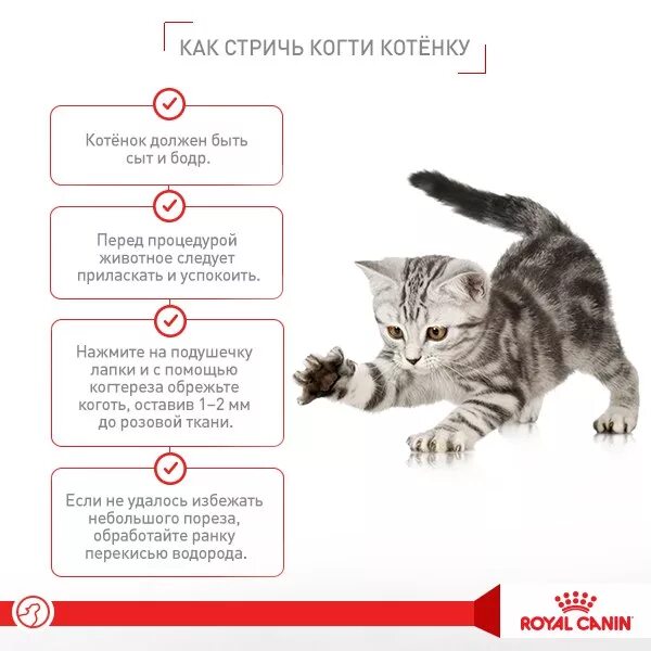 Стричь ли котенку когти 2 месяца. Можно ли стричь когти котенку 2. Нужно ли стричь когти котенку 2 месяца. На сколько можно оставить кошку одну