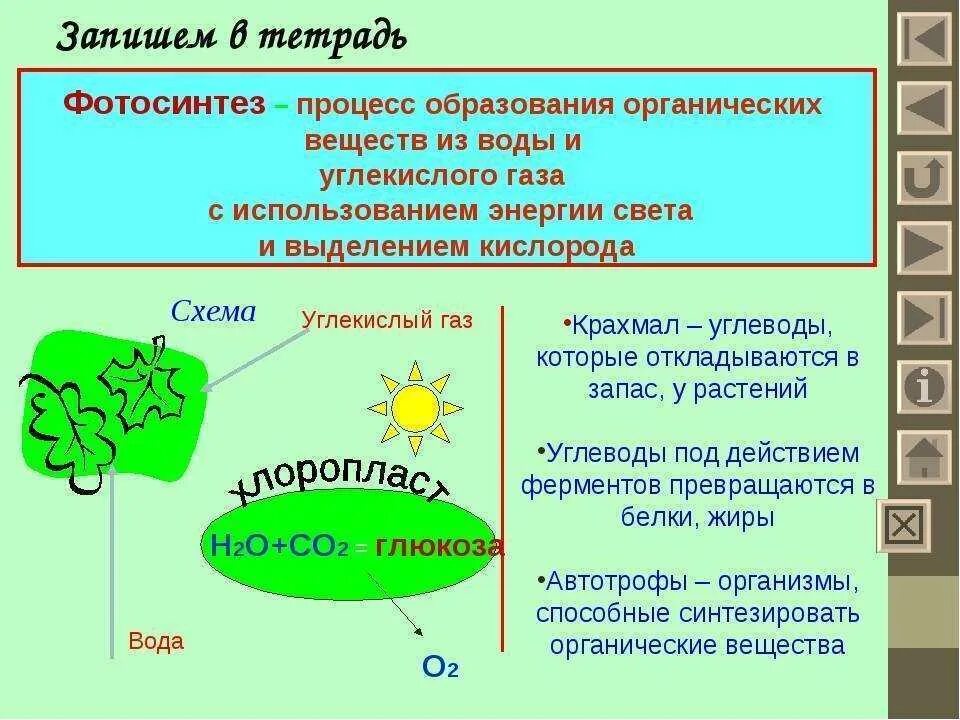 Какие вещества образуются в живых организмах. Органические вещества вото синтаз. Органические вещества прифотоминтезеобразуются из. Фотосинтез органические вещества. Что образуется в результате фотосинтеза.