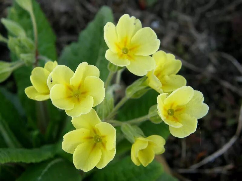 первоцвет крупночашечный. примула лесная первоцвет.