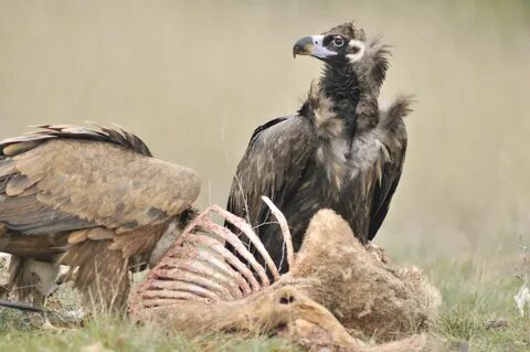 Vultures