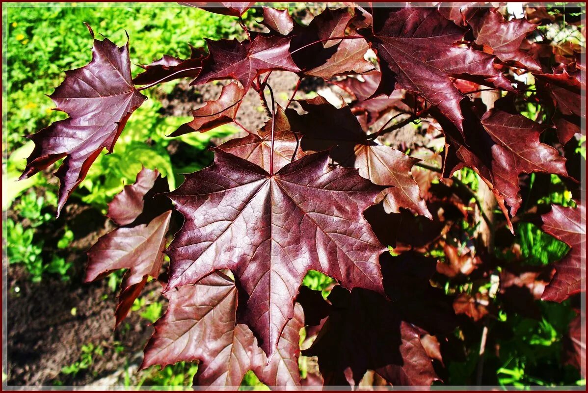 лиловый клен. клен acer palmatum atropurpureum. клен фиолетовый остролистный. клен остролистный пурпурный. Acer palmatum.