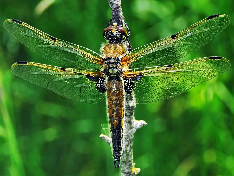 вес стрекозы. сообщение о стрекозе. какая масса стрекозы. занятие в августе стрекоза. стрекоза слайд.