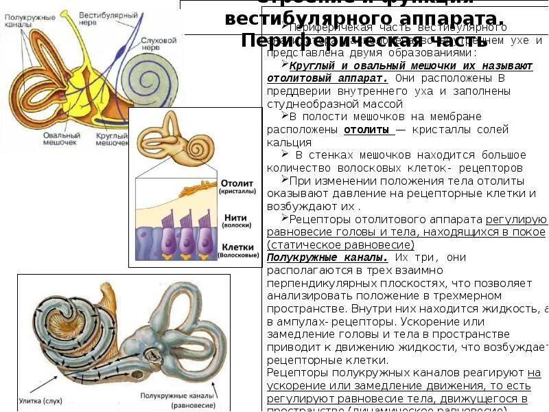 Значение органа равновесия. Строение органа равновесия вестибулярный анализатор. Вестибулярный анализатор внутреннего уха. Вестибулярный анализатор строение и функции. Вестибулярный аппарат внутреннего уха строение функции.