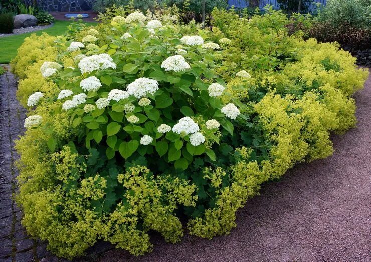 Hydrangea: My Five Favorites Four Seasons Garden Center Flower garden pictures, 