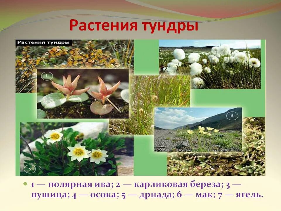 Тундра растительность. Зона лесотундры растения. Растения тундры и лесотундры. Растительный мир тундры и лесотундры в России. Растительный мир тундры и лесотундры.