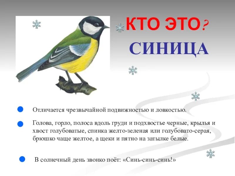 Текст про птиц 5 класс. Описание синицы. Рассказ про синицу. Детям о синице рассказать. Синица информация для детей.