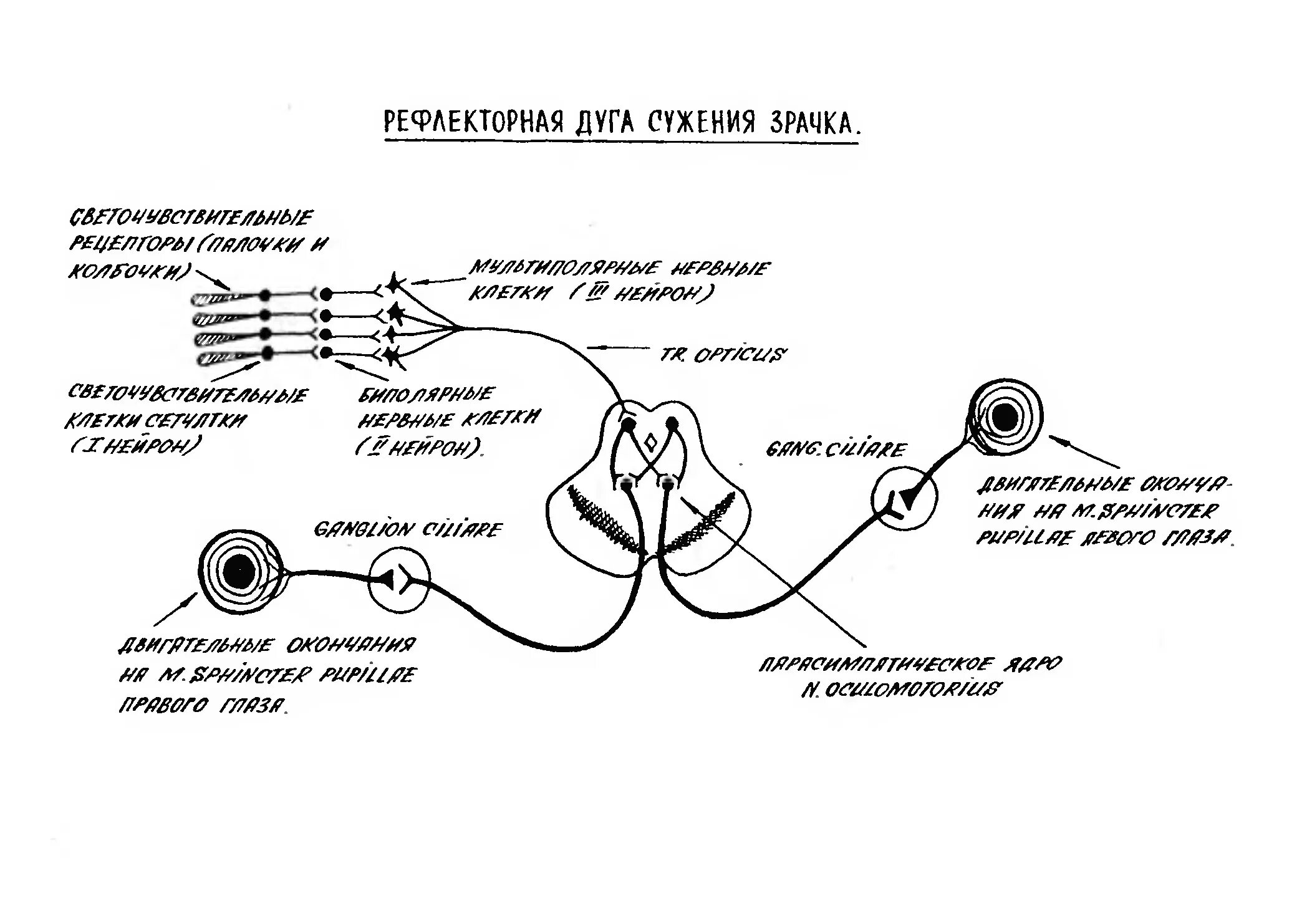 Рефлекторная дуга зрачков рефлекса. Схема рефлекторной дуги зрачкового рефлекса. Рефлекс зрачка схема. Схема рефлекторной дуги сужения зрачка.