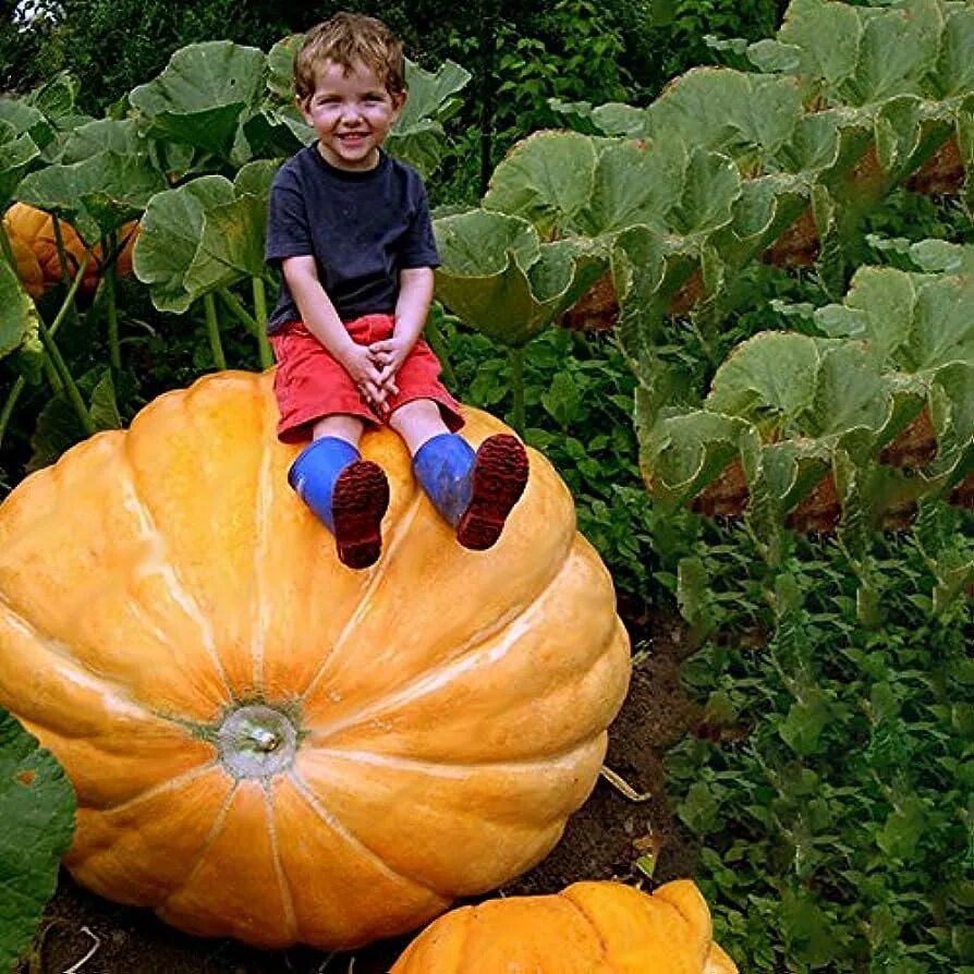 Тыква Gran gigante. Тыква Хэллоуин семена. Сорт тыквы небывалых размеров. Тыква красная с крупными семечками.