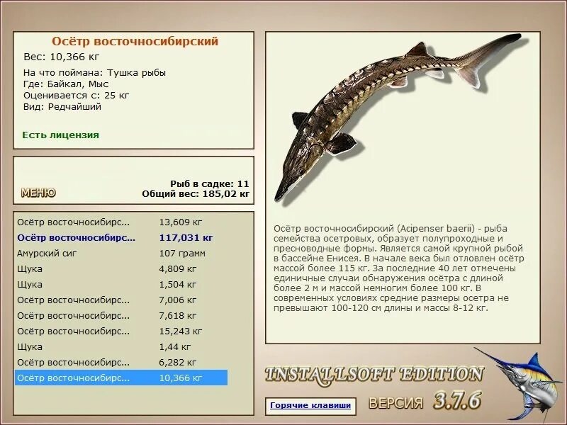 Осетр восточносибирский русская рыбалка 4. Русская рыбалка 3 7 5 Ангара осетр восточносибирский. Русская рыбалка 3.6 Ангара. Рр Мангуйна осетр восточносибирский. Мв русская рыбалка 3