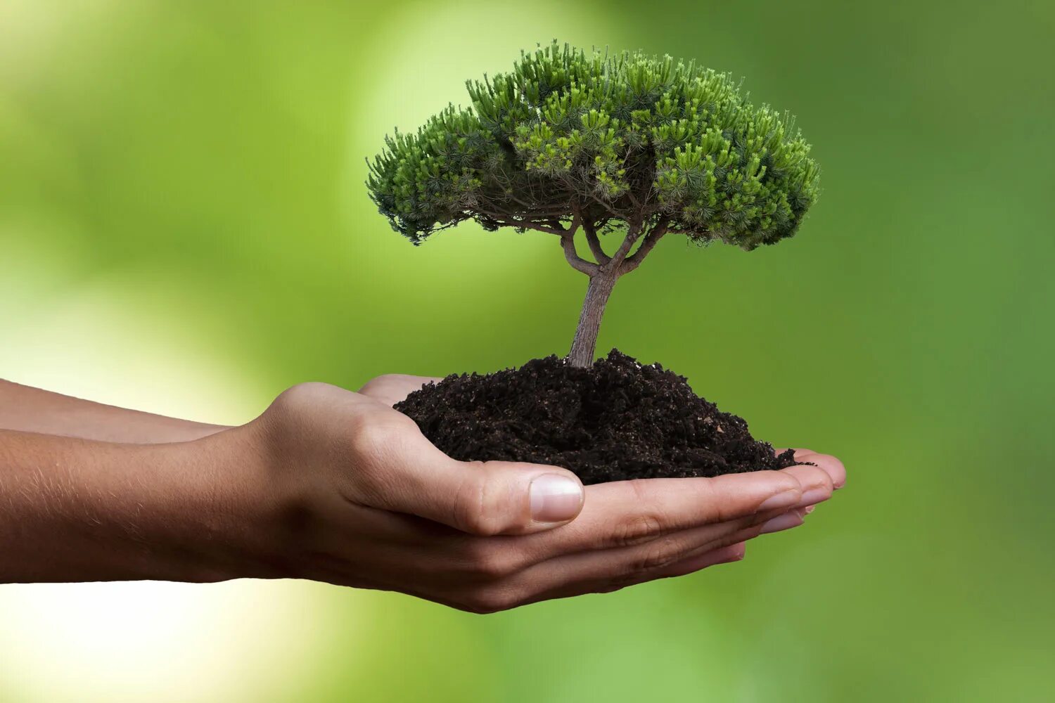 Муниципальная земля дерево. Природа экология. Экологический фон. Экология леса. Дерево экологичный материал.