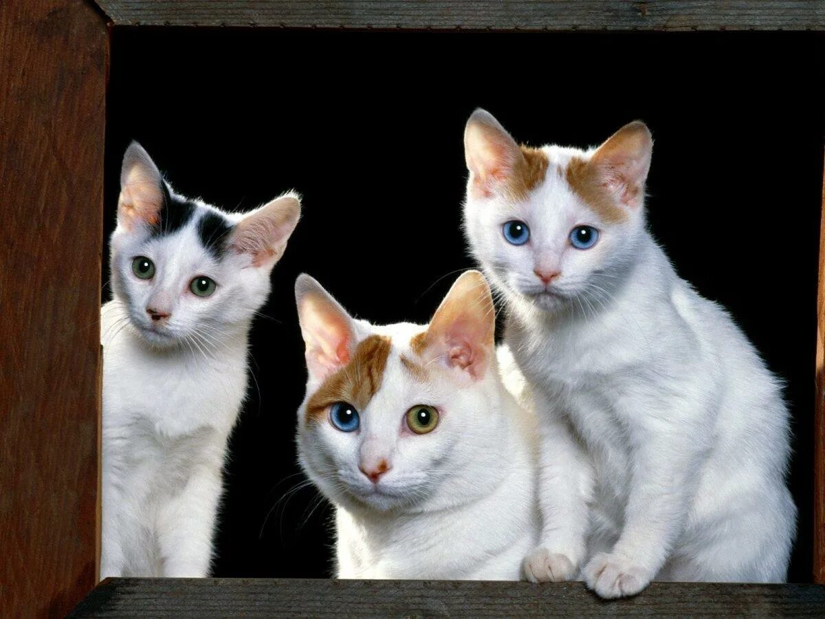 More cats