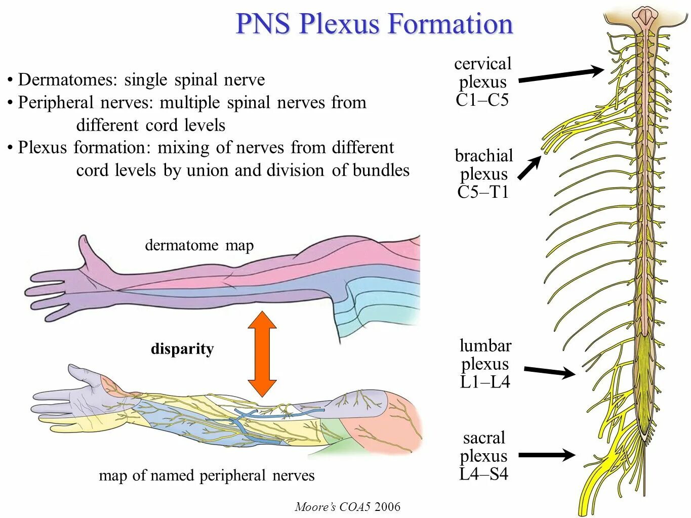 Peripheral nervous System. Formations of the Spinal nerve. Functions of the peripheral nervous System. Somatic nervous System