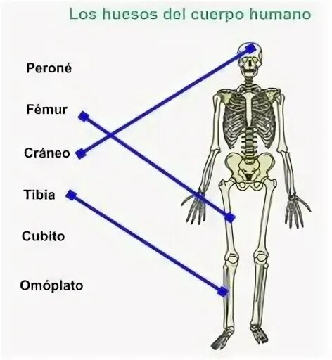 Прикол huesos. Huesos перевод. Huesos испанский. Los huesos. Huesos скелет.