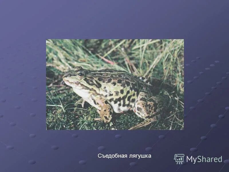 Известно что озерная лягушка. Лягушка озерная кратко. Жаббики. Известно что озерная лягушка. Известно что озерная лягушка.