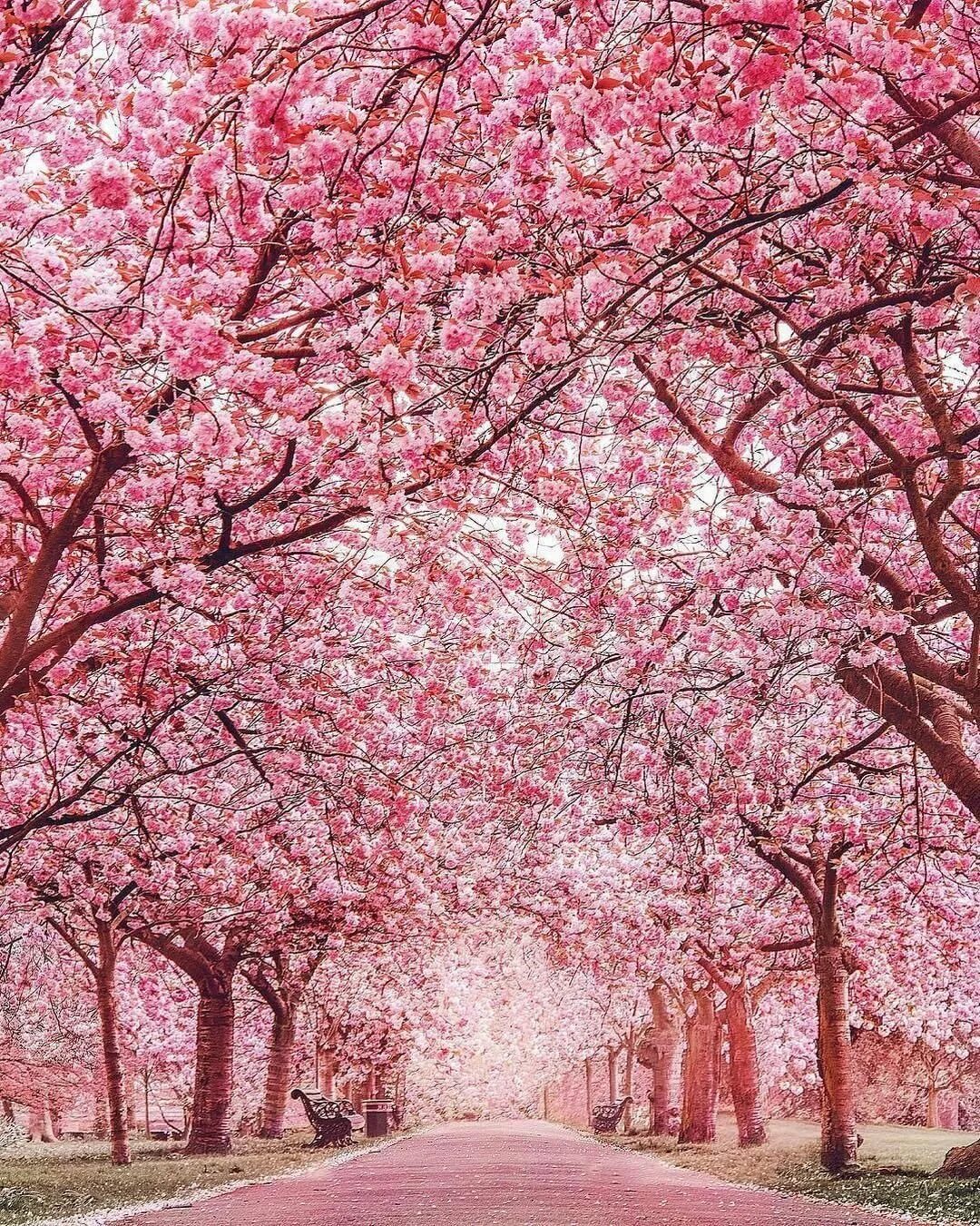 Черри блоссом дерево. Сакура черри блоссом. Сакура черри блоссом дерево. Pink черри блоссом дерево деревья парк. Sakura blossom