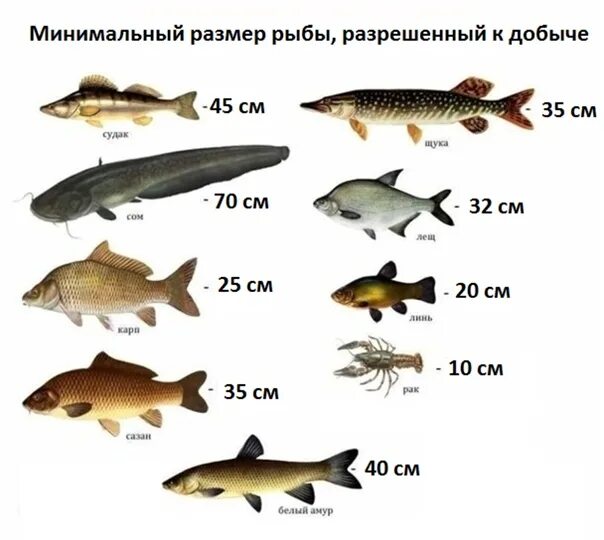 Размер рыбы разрешенной к вылову. Размер вылавливаемой рыбы. Разрешенный размер улова рыбы. Размеры рыб для вылова.
