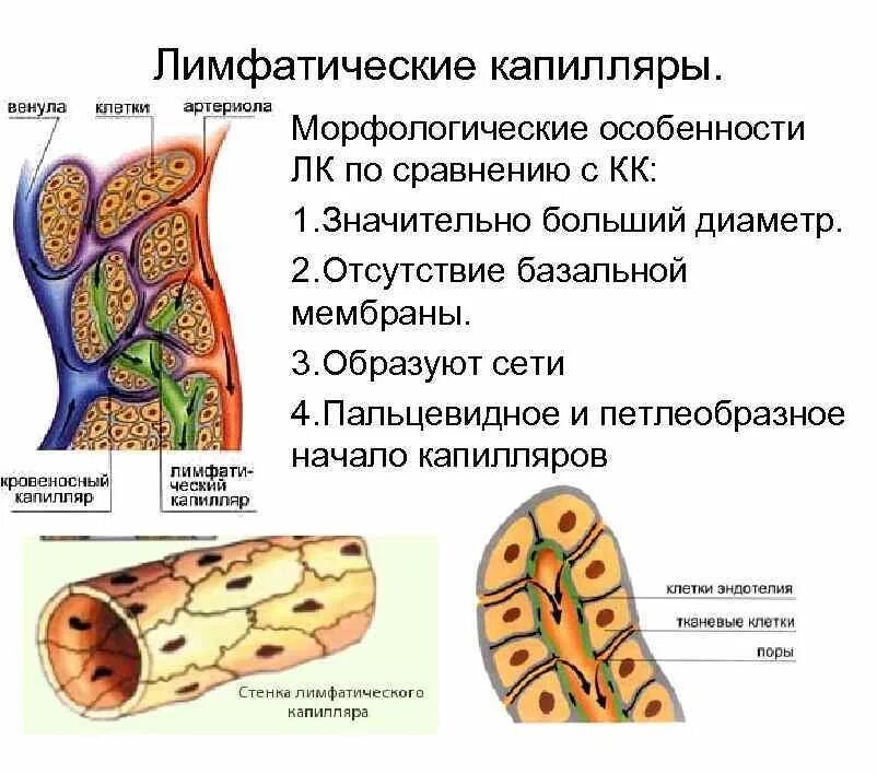Какие функции капилляров. Лимфокапилляры расположение в организме. лимфатические капилляры строение. строение стенки лимфатического капилляра. строение стенок лимфокапилляров.