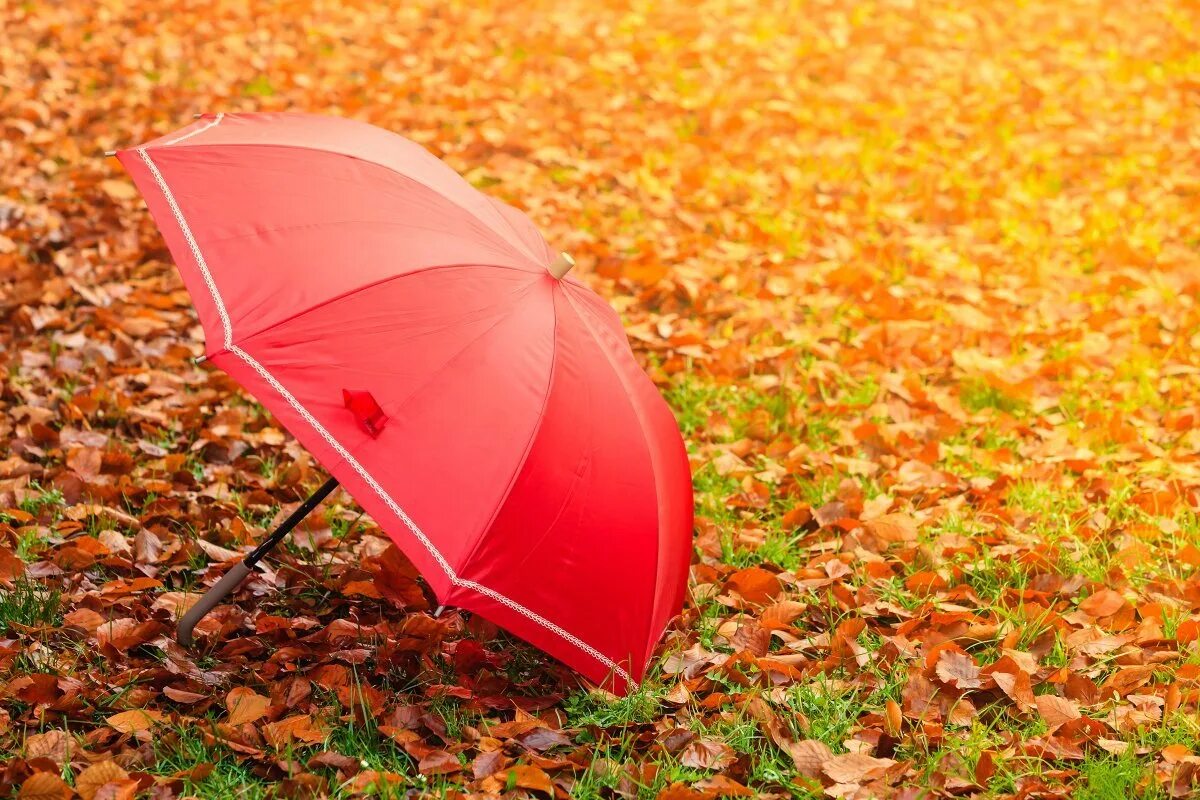 Осенний зонтик картинки