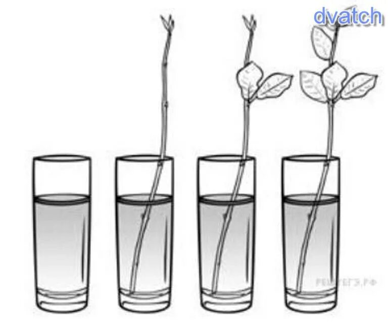 Опыт ветка в воде. Ветки в вазе. Опыт с веткой в воде. Ветка в стакане с водой. Наблюдение за ветками березы в группе.
