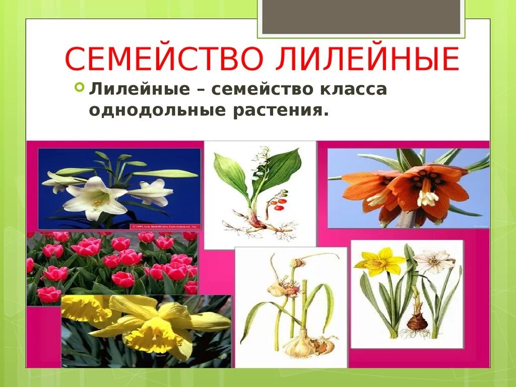 Класс семейства лилейные. Однодольные семейство лилейные. лилейные двудольные. растения семейства лилейных. класс лилейных растений.