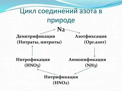 Азот органическая химия
