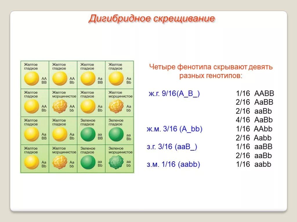 Законы дигибридного скрещивания презентация. 3 Закон Менделя дигибридное скрещивание. Биология 10 дигибридное скрещивание. Дигибридное расщепление. Дигибридное скрещивание AABB AABB.