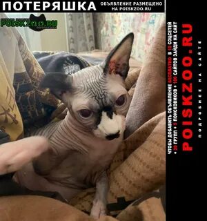 Пропало домашнее животное