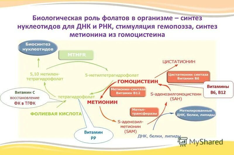 Гомоцистеин фолиевая