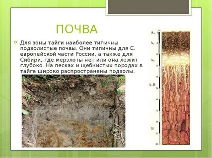 Подзолистая тайга