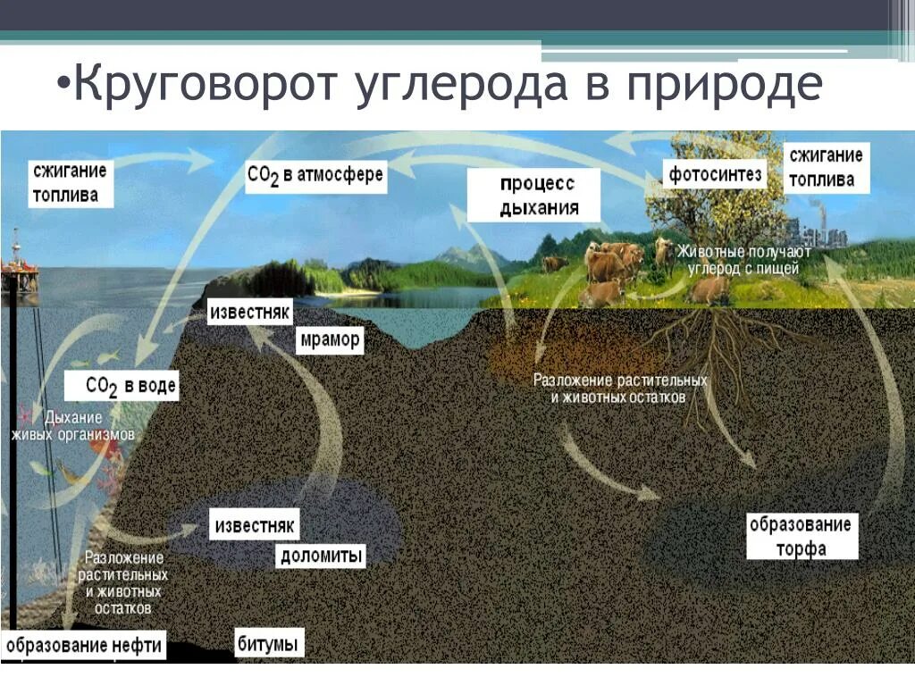 Круговорот углерода химия 9 класс. Круговорот углерода в природе. Круговорот углерода (по ф. Рамад, 1981). Круговорот углерода в биосфере. Круговорот углерода схема биология.