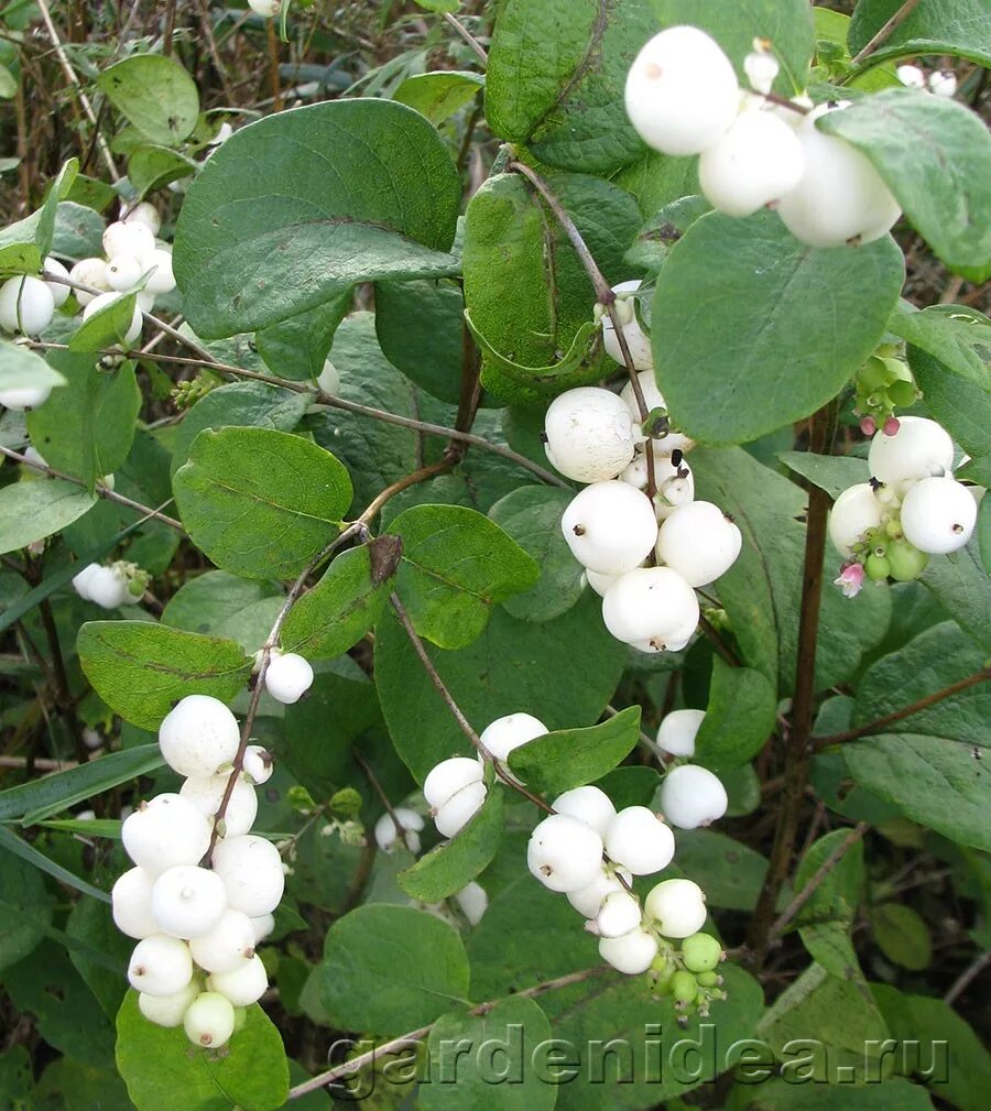 Снежноягодник (symphoricarpos). Снежноягодник доренбоза. Дерен снежноягодник. Снежный кустарник фото. Снежноягодник белый.